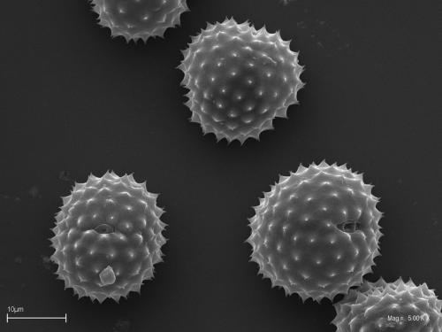 Ziarno pyłku ambrozji
